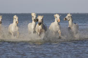 Chambres d'hotes Camargue - Photo 2